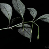 Strobilanthes sripadensis Nilanthi, Gopallawa & Jayawardane