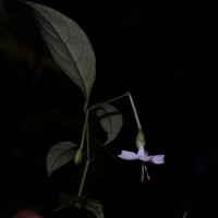 Strobilanthes sripadensis Nilanthi, Gopallawa & Jayawardane