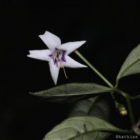 Strobilanthes sripadensis Nilanthi, Gopallawa & Jayawardane