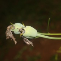 Platycodon grandiflorus (Jacq.) A.DC.