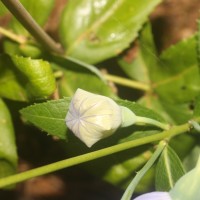 Platycodon grandiflorus (Jacq.) A.DC.