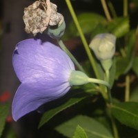 Platycodon grandiflorus (Jacq.) A.DC.