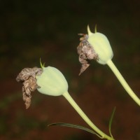 Platycodon grandiflorus (Jacq.) A.DC.