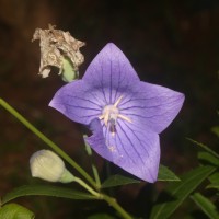 <i>Platycodon grandiflorus</i>  (Jacq.) A.DC.