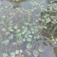 Nymphoides parvifolia (Griseb.) Kuntze