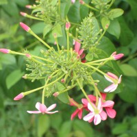 Combretum indicum (L.) DeFilipps