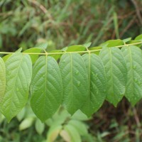 Combretum indicum (L.) DeFilipps