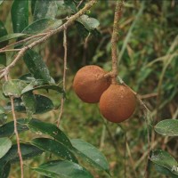 Hydnocarpus octandrus Thwaites