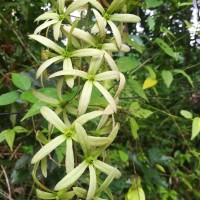 Petrea volubilis L.