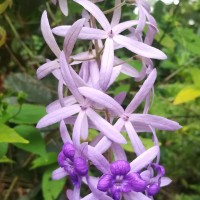 Petrea volubilis L.