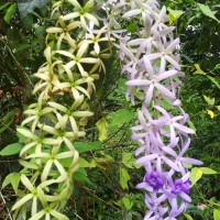 Petrea volubilis L.