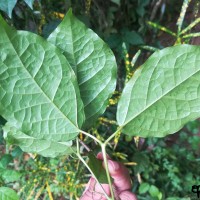 Dolichandra unguis-cati (L.) L.G.Lohmann