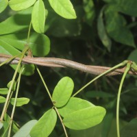 Derris canarensis (Dalzell) Baker