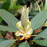 Rhododendron arboreum subsp. zeylanicum (Booth) Tagg