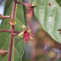 Barringtonia racemosa (L.) Spreng.