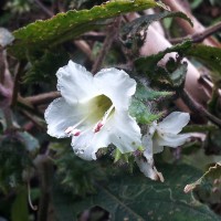 <i>Strobilanthes vestita</i>  Nees