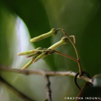 Vatica obscura Trimen