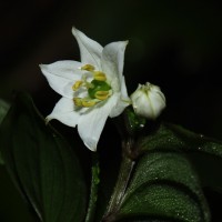 Disporum cantoniense var. cantoniense (Lour.) Merr.