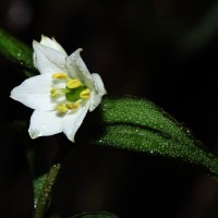 Disporum cantoniense var. cantoniense (Lour.) Merr.