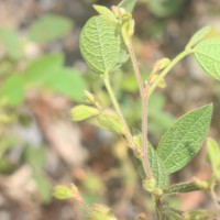 Rhynchosia cana (Willd.) DC.