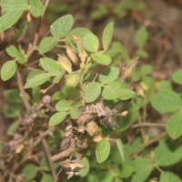 Rhynchosia cana (Willd.) DC.