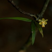 Thrixspermum pugionifolium (Hook.f.) Schltr.