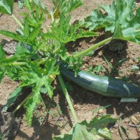 Cucurbita pepo L.