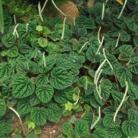 <i>Peperomia caperata</i>  Yunck.