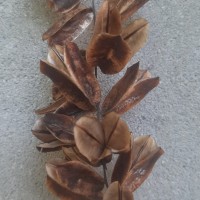 Dioscorea pentaphylla L.