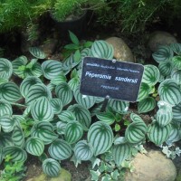 Peperomia argyraea W.Bull