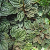 Peperomia argyraea W.Bull