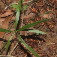 Acacia auriculiformis A.Cunn. ex Benth.