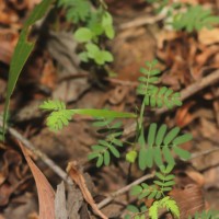 Acacia auriculiformis A.Cunn. ex Benth.