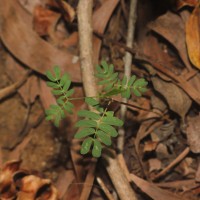 Acacia auriculiformis A.Cunn. ex Benth.