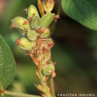 Flemingia lineata (L.) Roxb. ex W.T.Aiton