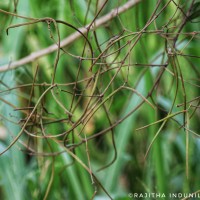 Ichnocarpus frutescens (L.) W.T.Aiton