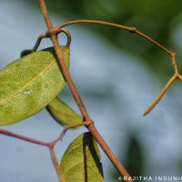 Ichnocarpus frutescens (L.) W.T.Aiton