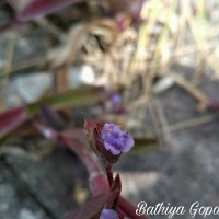 Cyanotis obtusa (Trimen) Trimen