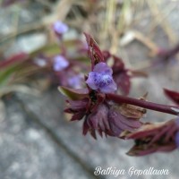 Cyanotis obtusa (Trimen) Trimen