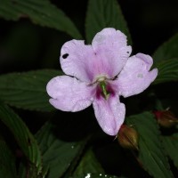 Impatiens cuspidata subsp. bipartita (Arn.) Grey-Wilson