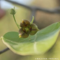 Miliusa tomentosa (Roxb.) Finet & Gagnep.