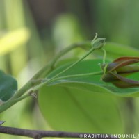 Miliusa tomentosa (Roxb.) Finet & Gagnep.