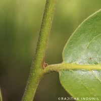 Miliusa tomentosa (Roxb.) Finet & Gagnep.