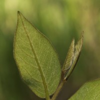 Miliusa tomentosa (Roxb.) Finet & Gagnep.