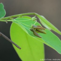 Miliusa tomentosa (Roxb.) Finet & Gagnep.