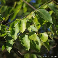 Miliusa tomentosa (Roxb.) Finet & Gagnep.