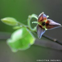 Miliusa tomentosa (Roxb.) Finet & Gagnep.