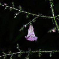 Strobilanthes habracanthoides J.R.I.Wood