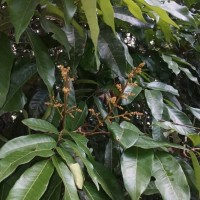Dimocarpus longan Lour.