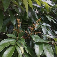 Dimocarpus longan Lour.